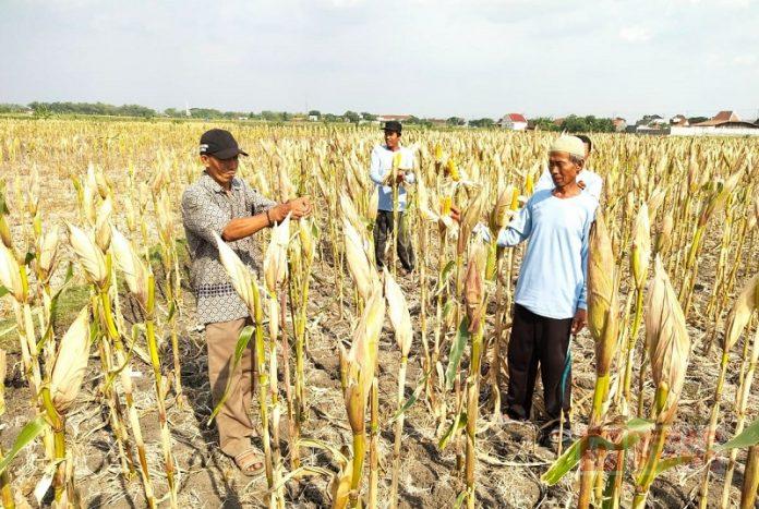 Pengurus Ranting Ngraji Kompak Panen Jagung Bersama Warga