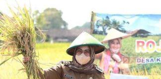 Sri Mulyani Ikuti Panen Raya Padi Rojolele Srinuk di Kecamatan Polanharjo