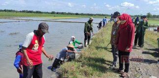Bersama Petani, Kadarwati Gotong Royong Gropyok Basmi Hama Tikus