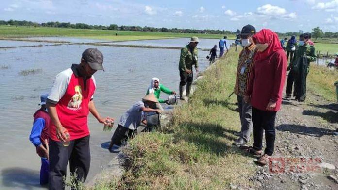 Bersama Petani, Kadarwati Gotong Royong Gropyok Basmi Hama Tikus