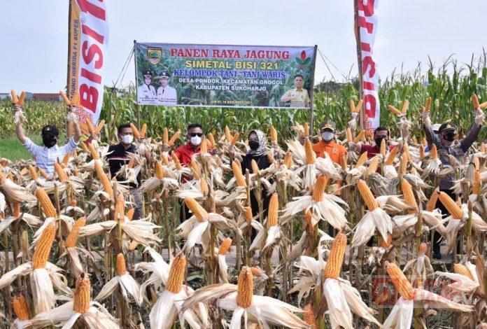 Bupati Etik Siapa Bilang Tidak Ada Jagung, Sini ke Sukoharjo