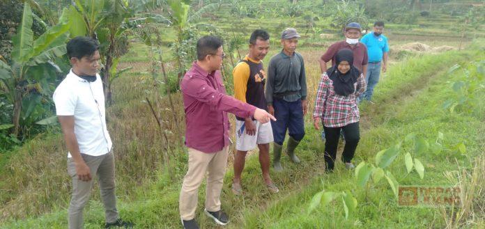 Ongkos Panen Mahal, Petani Minta Pak Sam Bangun Jalan Usaha Tani di Desa Krajan