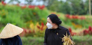 Panen Padi di Banyuwangi, Puan Dorong Pertanian Dijadikan Agrowisata