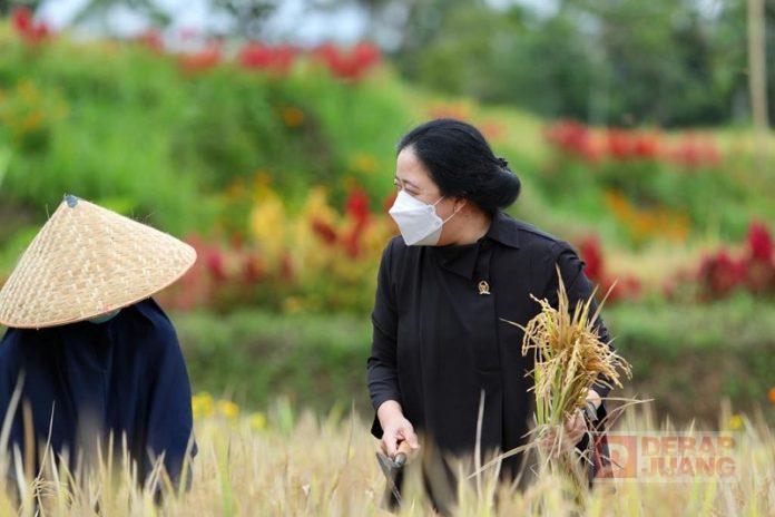 Panen Padi di Banyuwangi, Puan Dorong Pertanian Dijadikan Agrowisata (3)