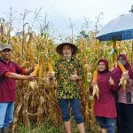 Sinergitas PDI Perjuangan Purworejo Bersama Desa Tingkatkan Pertanian Jagung