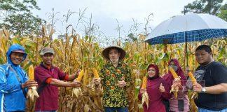 Sinergitas PDI Perjuangan Purworejo Bersama Desa Tingkatkan Pertanian Jagung