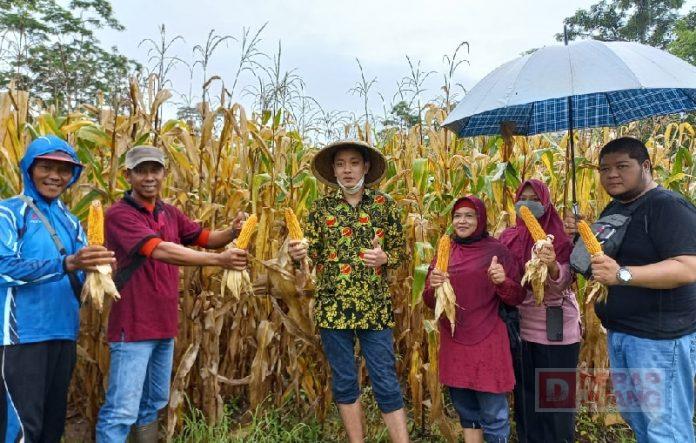 Sinergitas PDI Perjuangan Purworejo Bersama Desa Tingkatkan Pertanian Jagung
