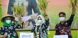 Sri Mulyani Lakukan Panen Perdana Padi Rojolele Srinuk