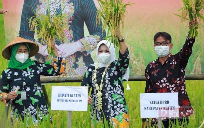 Sri Mulyani Lakukan Panen Perdana Padi Rojolele Srinuk