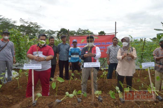 Tanam Palawija Bareng Warga Jenang, Purwanto Saya Harap Ada Petani Milenial