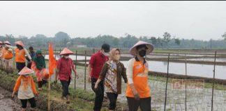 Turun ke Sawah, Bupati Tiwi Ikuti “Nandur Pari Bareng Petani Muhammadiyah”
