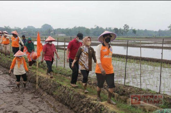 Turun-ke-Sawah-Bupati-Tiwi-Ikuti-Nandur-Pari-Bareng-Petani-Muhammadiyah2
