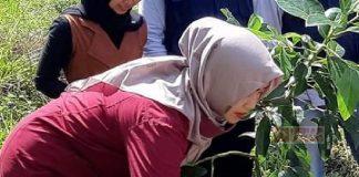 Endrianingsih Dukung Japan Tani Mandiri Budidayakan Alpukat