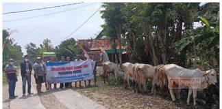 Giat Akhir Tahun, Mas Rimba Serahkan Bantuan Sapi