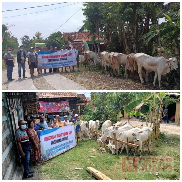 Giat Akhir Tahun, Mas Rimba Serahkan Bantuan Sapi