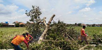Kesigapan Baguna PDI Perjuangan Karanganyar Evakuasi Pohon Tumbang