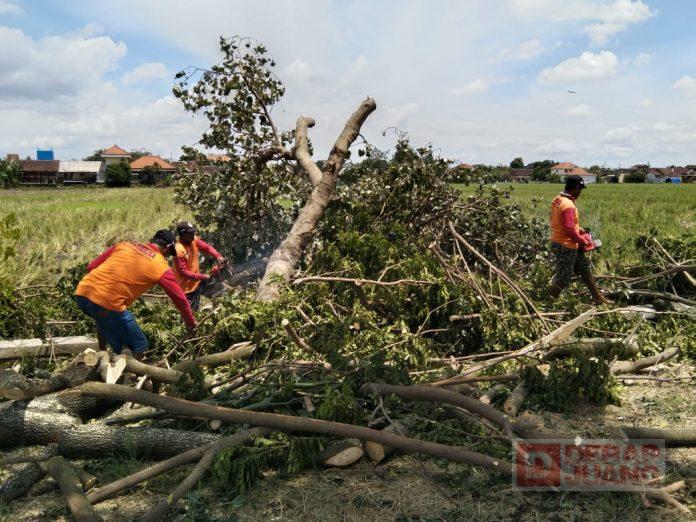 Kesigapan Baguna PDI Perjuangan Karanganyar Evakuasi Pohon Tumbang