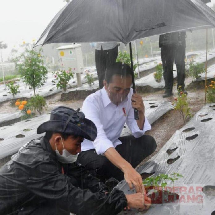 Realisasikan Program Food Estate, Presiden Jokowi Kunjungi Wonosobo