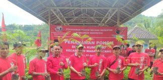 Merawat Pertiwi, DPC Wonosobo Tanam 1.000 Pohon Di Kumijing