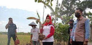Peduli Lingkungan, Kadarwati Ajak Masyarakat Tanam Pohon