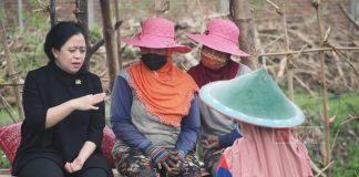 Puan Maharani Minta Pemerintah Berantas Sindikat Mafia Pupuk Bersubsidi