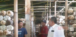 Tinjau Rumah Produksi Jamur, Rober: Ketekunan Modal Utamanya