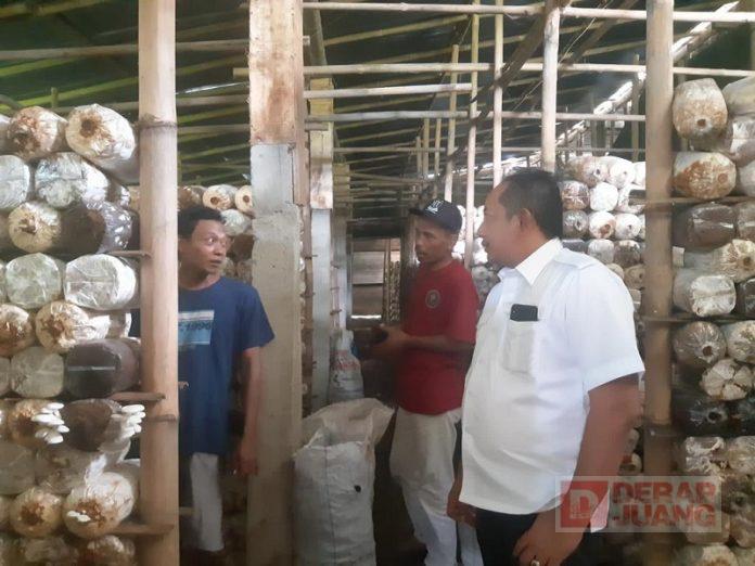 Tinjau Rumah Produksi Jamur, Rober Ketekunan Modal Utamanya