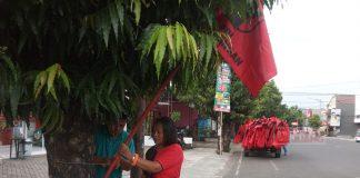 Turut Meriahkan HUT PDI Perjuangan ke-49, Banteng Nusakambangan Pasang 2000 Bendera Partai