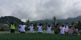 Bupati Afif Hadiri Panen Raya Daun Bawang