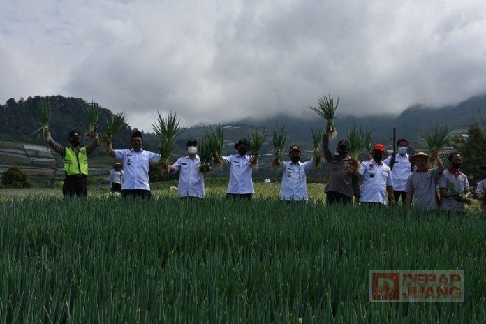 Bupati Afif Hadiri Panen Raya Daun Bawang (2)