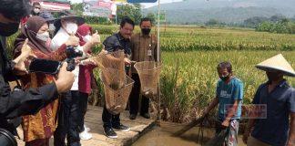 Sunarna Dorong Desa Panembangan Jadi Percontohan Mina Padi