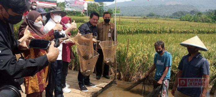Sunarna Dorong Desa Panembangan Jadi Percontohan Mina Padi