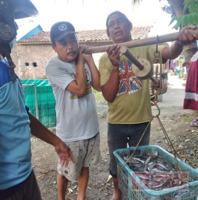 Kelompok UDS Panen Lele, Berterima Kasih Kepada PDI Perjuangan (2)
