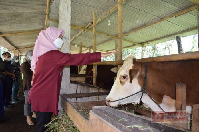 Novia Praptiningsih Sidak Kelompok Ternak Kumpulrejo