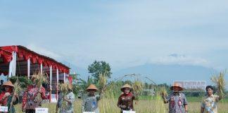 Sri Mulyani Bersama Kementan Panen Padi Rojolele