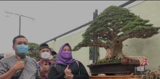 Mbak Yuni Yakini Petani Bonsai Bisa Bangkitkan Ekonomi