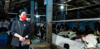 Demi Cegah Penyebaran PMK, Puan Pantau Vaksinasi Sapi di Pasuruan