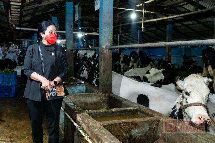 Demi Cegah Penyebaran PMK, Puan Pantau Vaksinasi Sapi di Pasuruan