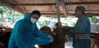 Kota Salatiga Terima Bantuan Vaksin Aftofor untuk Hewan Ternak