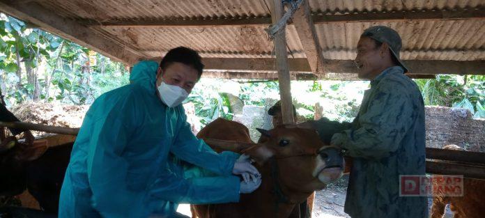 Kota Salatiga Terima Bantuan Vaksin Aftofor untuk Hewan Ternak