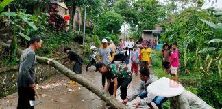Sarjono dan Warga Gotong Royong Atasi Pohon Tumbang di Ujungnegoro