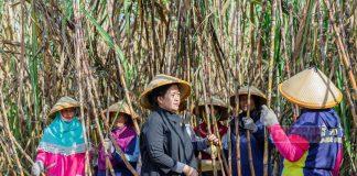 Ikut Panen Tebu, Puan Dukung PG Sindanglaut Kembali Dibuka