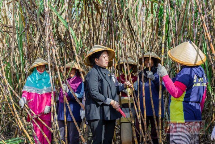 Ikut Panen Tebu, Puan Dukung PG Sindanglaut Kembali Dibuka