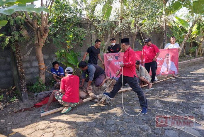 Idul Adha, DPC PDI Perjuangan Blora Bagikan Hewan Kurban ke Masyarakat