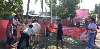 Rayakan Idul Adha, Banteng Rembang Sembelih 2 Sapi