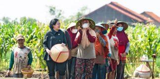 Puan Dengarkan Keluhan Petani Sambil Ikut Tanam Bawang di Brebes
