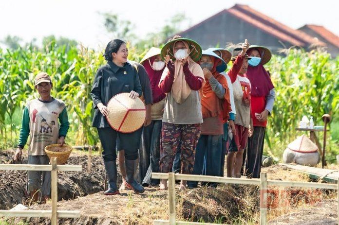Puan Dengarkan Keluhan Petani Sambil Ikut Tanam Bawang di Brebes (3)