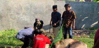 Slamet: Hewan Kurban Ini Kita Persembahkan untuk Masyarakat