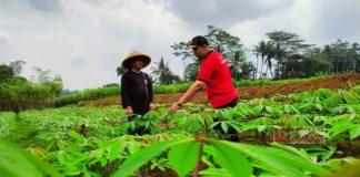 David Beri Edukasi Petani Singkong dari Pendampingan hingga Pemasaran