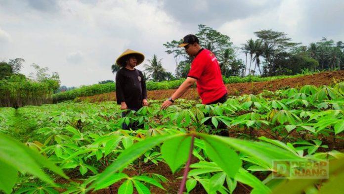 David Beri Edukasi Petani Singkong dari Pendampingan hingga Pemasaran
